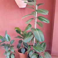 pianta ficus e portavaso. 