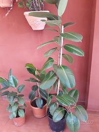 pianta ficus e portavaso. 