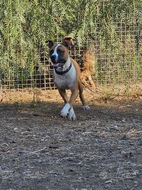 Pitt bull