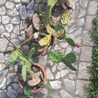 piante di cactus