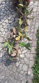 piante di cactus