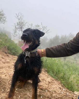 Jagd terrier