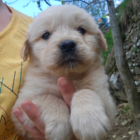 Cuccioli di golden retriever americano