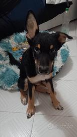 Cagnolino 2 anni