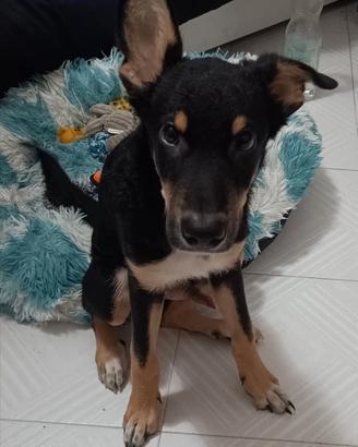 Cagnolino 2 anni