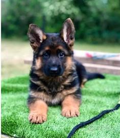 Cuccioli pastore tedesco