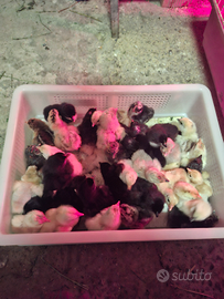 Pulcini di varie razze