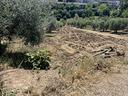 terreno-agricolo
