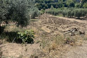 Terreno agricolo