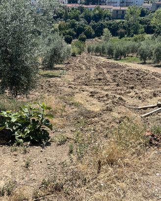 Terreno agricolo