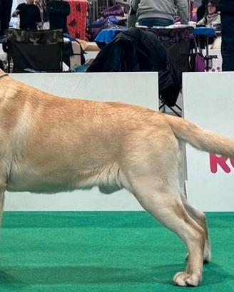 Stallone di Labrador Retriever per accoppiamento