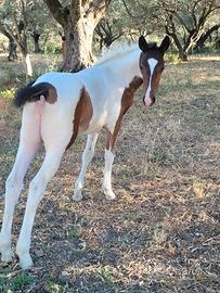 Cavalla appaloosa & puledra paont
