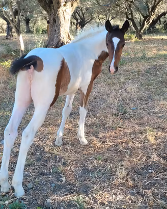 Cavalla appaloosa & puledra paont