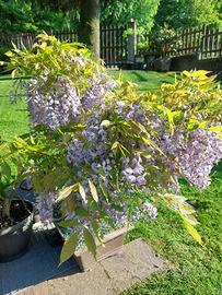 Bonsai glicine color lilla