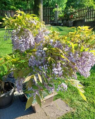 Bonsai glicine color lilla