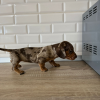 Cuccioli bassotto Kaninken Arlecchino