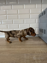 Cuccioli bassotto Kaninken Arlecchino