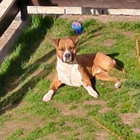 Cane Amstaff