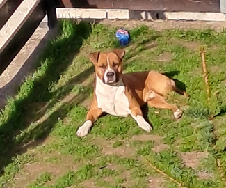 Cane Amstaff