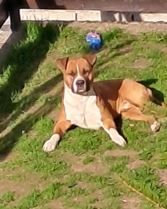Cane Amstaff