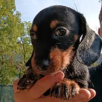 Cuccioli di cane bassotto tedesco apelo duro