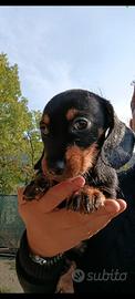 Cuccioli di cane bassotto tedesco apelo duro