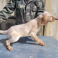 Cucciolo setter inglese