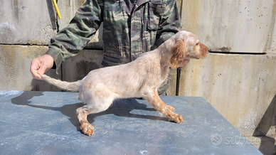 Cucciolo setter inglese