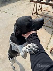 Pointer maschio