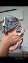 Cuccioli bulldog francese esotici