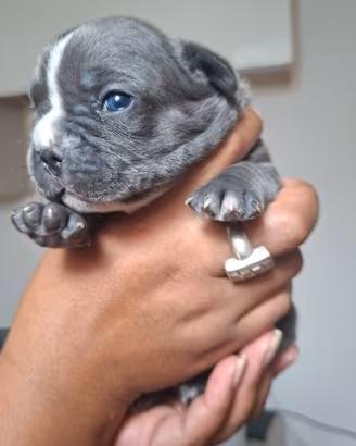 Cuccioli bulldog francese esotici