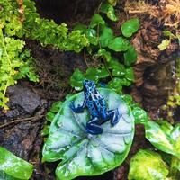 Rane Dendrobates Tinctorius var. Sipaliwini Blue