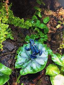 Rane Dendrobates Tinctorius var. Sipaliwini Blue