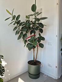 Ficus Elastica