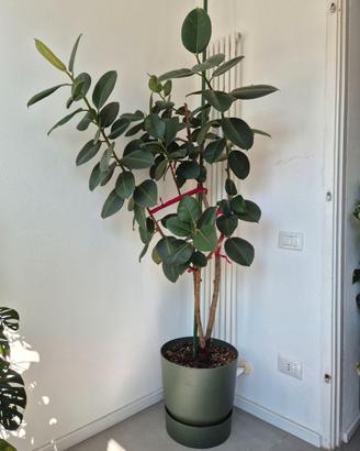 Ficus Elastica