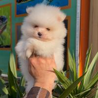 Pomerania linea America