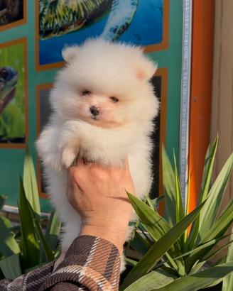 Pomerania linea America