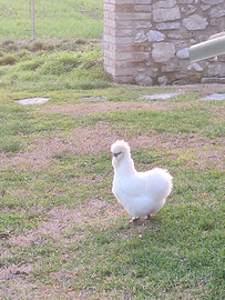 Moroseta femmina bianca