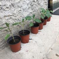 Pianta di tromba degli angeli- brugmansia