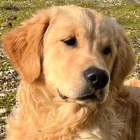 Golden retriver