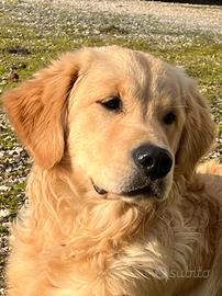 Golden retriver