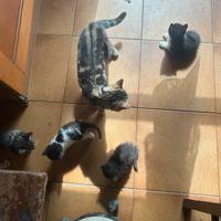 Gatti europei