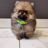 Volpino Pomerania TOY AMERICANO 2 mesi PEDIGREE