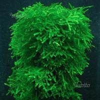 Muschio Weeping Moss, per acquario, gamberetti ecc