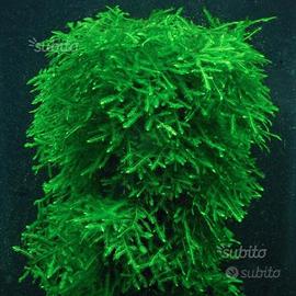 Muschio Weeping Moss, per acquario, gamberetti ecc