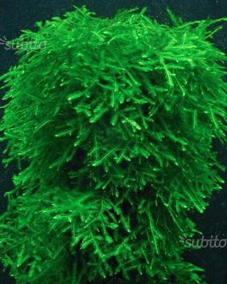 Muschio Weeping Moss, per acquario, gamberetti ecc
