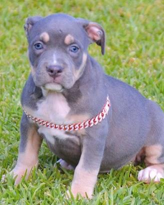 Pitbull ukc blue & blue fawn