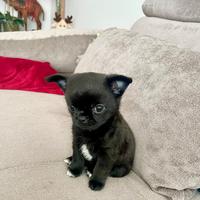 Vendita dí cuccioli