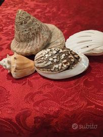 conchiglie da collezione 