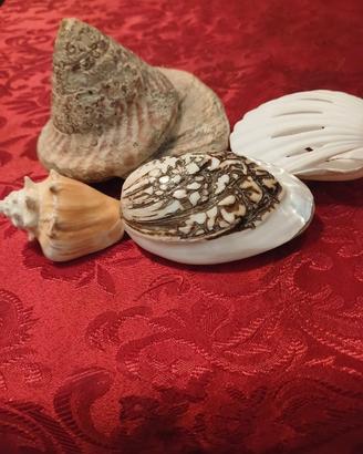 conchiglie da collezione 